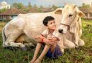 पाकिस्तानात “धाराऊ” या मराठी चित्रपटाचा डंका, चित्रपटाचा अधिकृत टीझर प्रदर्शित
